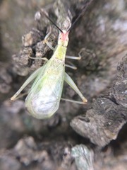 Oecanthus varicornis