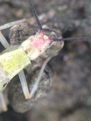 Oecanthus varicornis