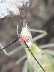 Oecanthus varicornis