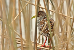 Pardirallus maculatus