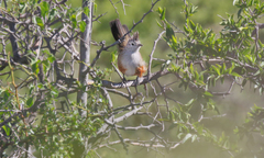 Rhinocrypta lanceolata