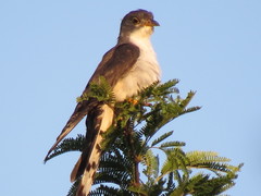 Pachycoccyx audeberti