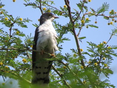 Pachycoccyx audeberti