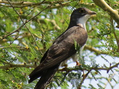 Pachycoccyx audeberti