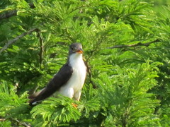 Pachycoccyx audeberti