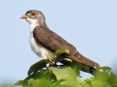 Pachycoccyx audeberti