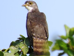 Pachycoccyx audeberti