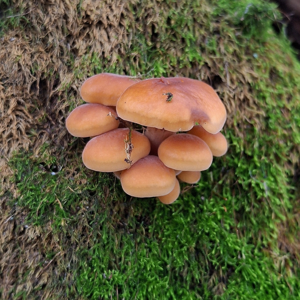 Flammulina · November 2025 · photo: © veronika_martynova (iNaturalist, cc-by)