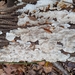 Trametes from Bryn Athyn, PA, USA on November 22, 2025 at 01:18 PM by Anna Mindel