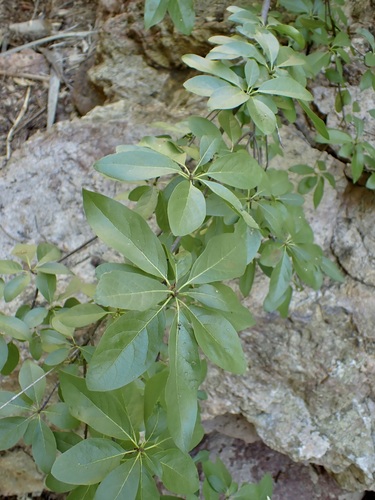 Cordia sonorae, photograph 5