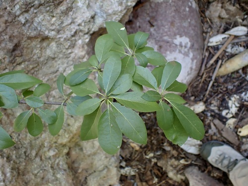 Cordia sonorae, photograph 4
