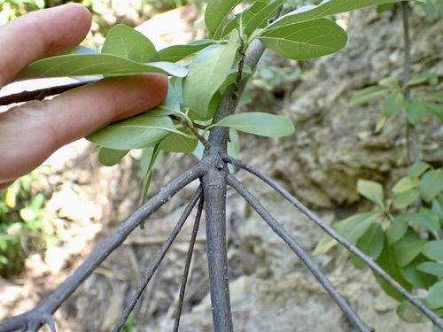 Cordia sonorae, photograph 6