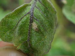 Urentius hystricellus