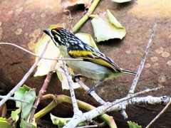 Pogoniulus pusillus pusillus