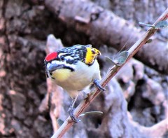 Pogoniulus pusillus pusillus