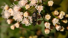 Acmaeodera