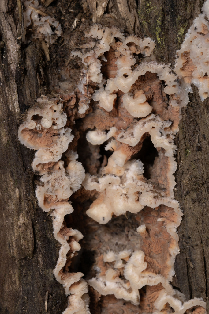 Merulius tremellosus