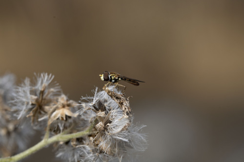 Unknown species found near East End, Cincinnati, OH, USA