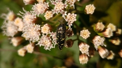 Acmaeodera