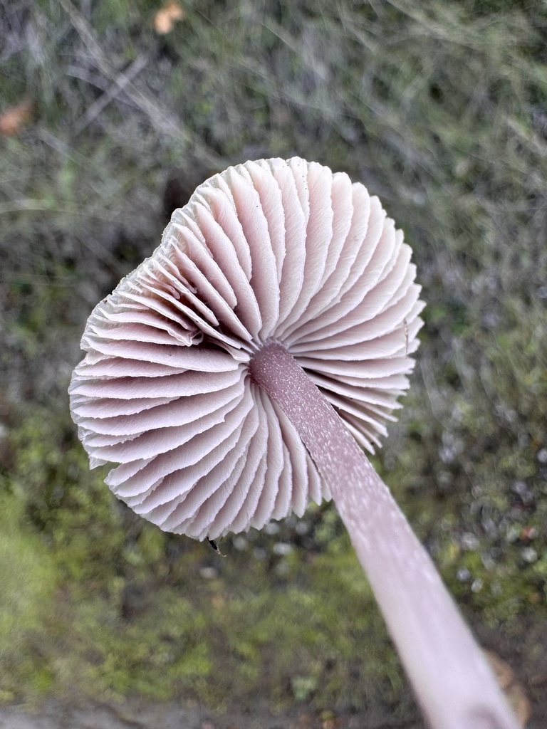 Mycena pura · November 2025 · photo: © travis566 (iNaturalist, cc-by)