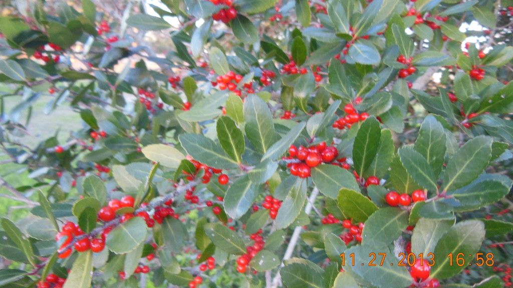 Yaupon Holly (Gulf Islands National Seashore Forest Plants) · iNaturalist