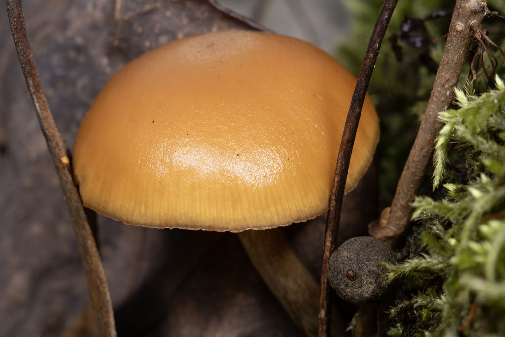 Galerina marginata · November 2025 · photo: © daksu (iNaturalist, cc-by)