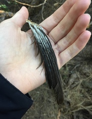 Turdus merula aterrimus
