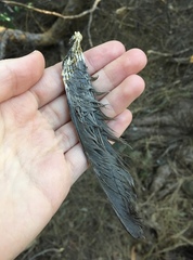 Turdus merula aterrimus