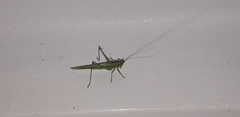 Conocephalus longipes