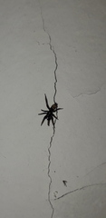 Latonigena auricomis