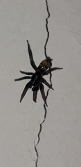 Latonigena auricomis