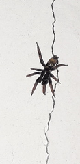 Latonigena auricomis