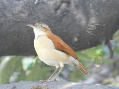Furnarius leucopus cinnamomeus