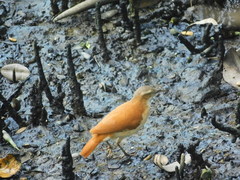 Furnarius leucopus cinnamomeus