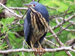 Ixobrychus sturmii