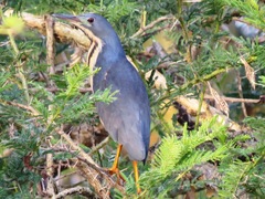 Ixobrychus sturmii
