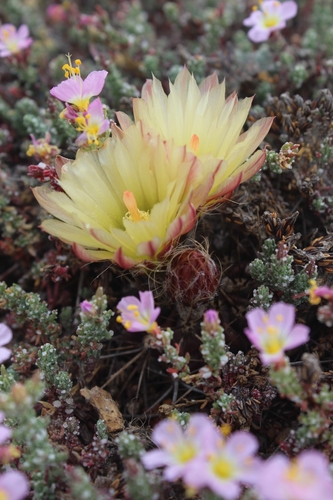 Eriosyce heinrichiana