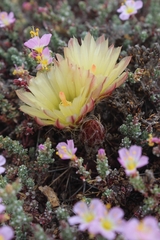 Eriosyce heinrichiana