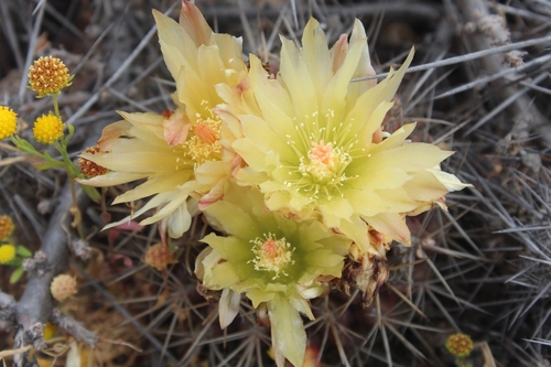 Eriosyce heinrichiana