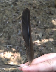 Turdus merula aterrimus