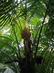 Astrocaryum mexicanum