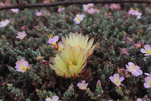 Eriosyce heinrichiana