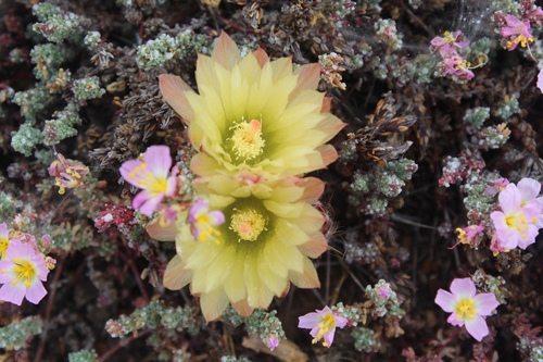 Eriosyce heinrichiana