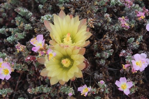 Eriosyce heinrichiana