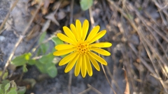 Heterotheca mucronata
