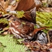 Fox Sparrow from Upper Moreland Township, PA, USA on November 22, 2025 at 03:07 PM by Anna Mindel