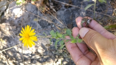 Heterotheca mucronata
