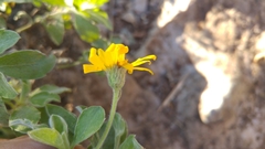 Heterotheca mucronata