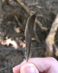 Passer domesticus
