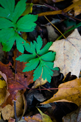 Hydrophyllum virginianum